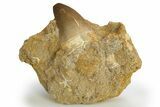 Fossil Mosasaur (Prognathodon) Tooth in Rock - Morocco #311182-1